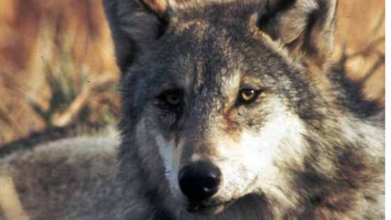 The Profanity Peak Wolf Pack has killed or maimed several livestock, hurting both other animals and people's livelihoods. But the wolf pack is also endangered. Washington state has decided to kill them to prevent further attacks. Do you agree?