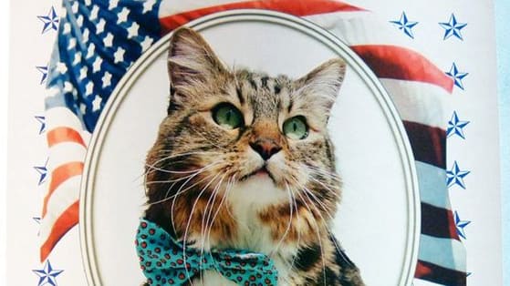 Hank the Cat ran for senate in 2012 against current Vice Presidential candidate Tim Kaine and got 6000 votes! Would you elect Hank the Cat to the White House?