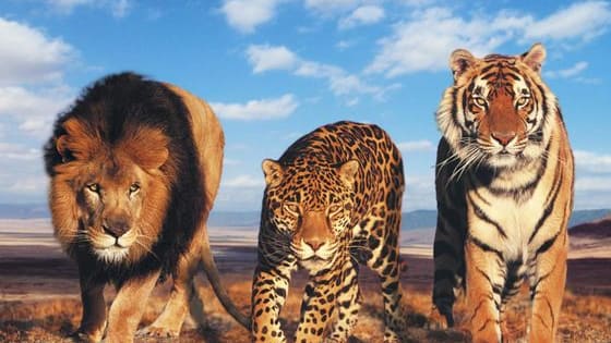 NOW UPDATED. This quiz is based on the performance, behavioral tendencies, social dynamics, hunting style, and preferred environments of the Big Cats in the wild - as well as the MBTI and Enneagram. This quiz focuses primarily on Genus Panthera (Lions, Tigers, Jaguars, Leopards, and Snow Leopards) but also includes Cheetahs and Cougars. It has been updated with a few new questions and input from recent scientific studies.
