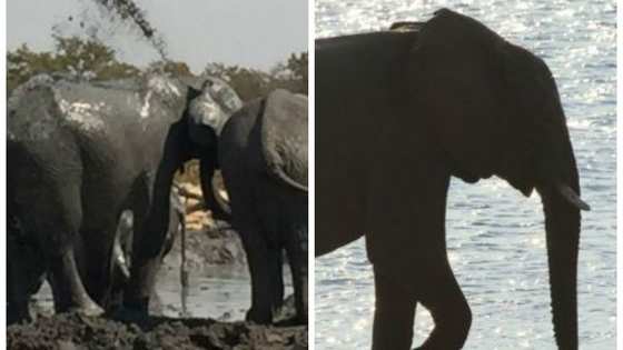 Thanks to the Great Elephant Census, which has been gathering data about elephant populations in 18 African countries, we now know a lot more about the creatures and the people who hunt them.