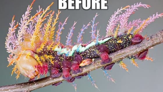 These caterpillars really turned over a new leaf! 