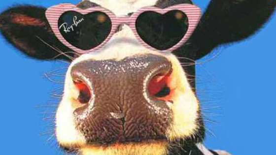 11 Cows, Bulls and Oxen that have all played an important role in human history!