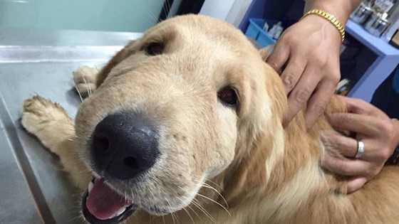 This Dog Is All Of Us. 