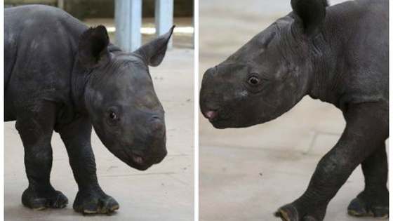 The Blank Park Zoo in Des Moines, Iowa has a new baby rhino! What would you name her?