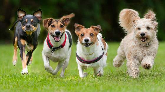 Let us help you figure out what type of dog you should take home.