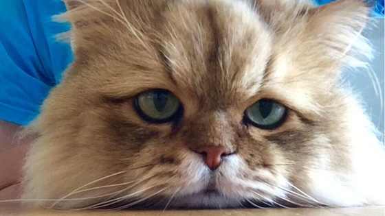 Grumpy Cat might be angry at you, but Foo Chan is just disappointed. 