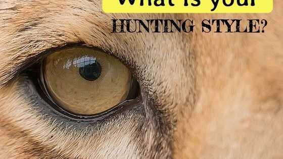 If you could be compared to an animal and get lost in the jungle, what kind of predator would you be? 