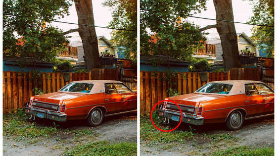Momo's owner, Andrew Knapp, takes gorgeous pictures of his dog hiding in different places, and they're REALLY tricky. Can you find Momo in each of these photos? 