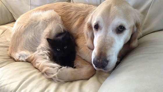 Sometimes you have to get up, move on, and get a new best friend! 