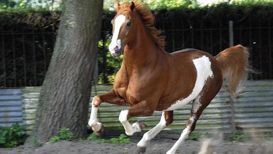 Test yourself to see what kind of horse you are!
