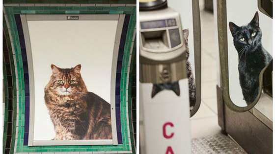 CATS, the Citizens' Advertising Takeover Service, has replaced all ads in the Clapham Common tube station with cat photos because people need more cats and fewer ads in their lives.