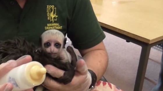 A monkey was born in a UK zoo, and, well, you'll have to see for yourself.