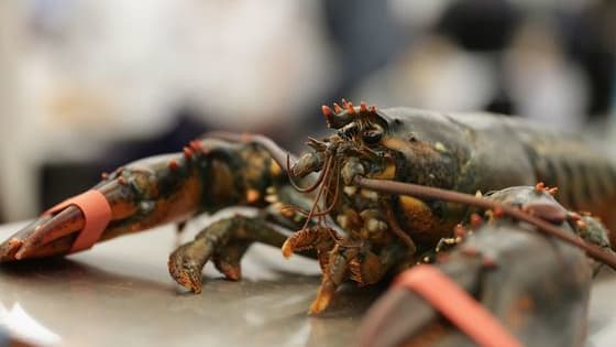 The oldest lobster in the world almost became a roll but was saved! 