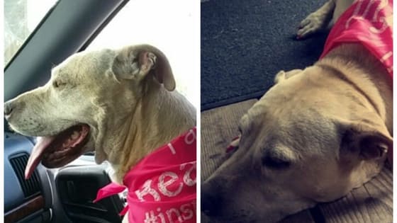 A woman recently uploaded snapchats that showed the last day of her dog's life to Imgur, and her dog's last best day ever will devastate you .