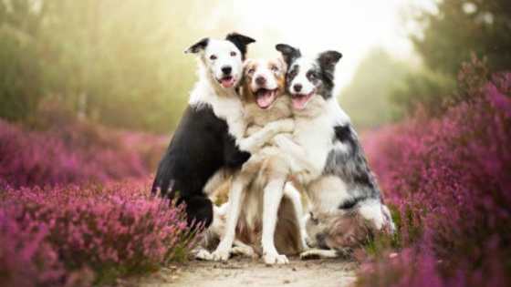 Based on your personality, I will tell you what kind of dog you are most like. 