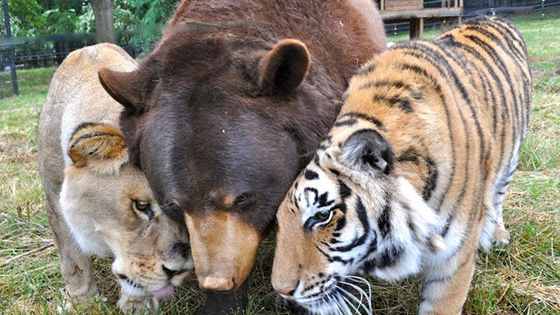 They were rescued from a drug raid, but now they live happy ever after together.