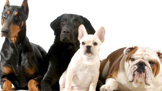You know what they say - dogs are like their owners! Maybe you don't have a dog, but in that case, this quiz could help you find your future canine soulmate. (: This is my first quiz, have mercy please.