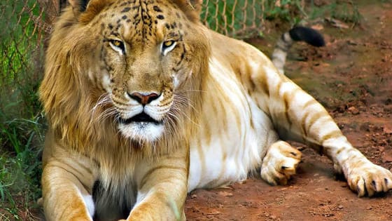 Do you know the difference between a Liger and a Tigon?