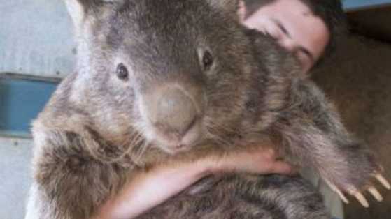 He will crush your heart with his beautiful eyes and gigantic size.
