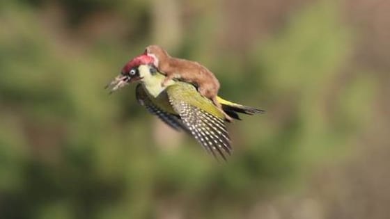 This picture was taken by an amateur photographer Martin Le-May at Hornchurch Country Park in east London. We don't want to ruin the lovable moment, but the weasel is actually trying to kill the poor bird. #Sorry