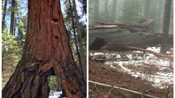 The giant sequoia featuring a tunnel large enough for cars to drive through was lost on January 8 in a winter storm. Here's what happened: