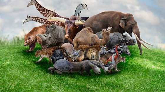 All you have to do is to complete the film's title with the correct animal that's missing in it