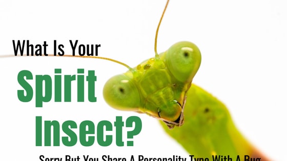 Insects enjoy the world in a whole different way than we do. While we pay little attention, the insects on Earth live a life more closely intertwined with the grass, dirt, air, and plants. Take this quiz and determine which insect is just like you. 