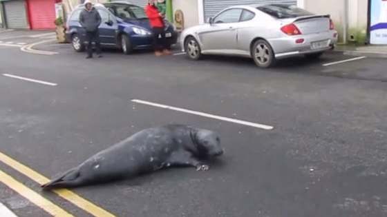 He's a Seal who knows what he wants, and knows how to get it. 