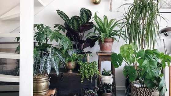 Winter can be a downer but a great way to elevate your mood is by incorporating the outdoors in your home! Plants not only make winter tolerable but they are fantastic for de-stressing and purifying air.