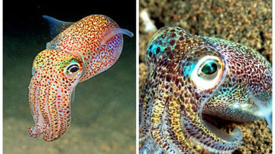 Forget Stubby Squids! Bobtail Squids are like an oceanic Lisa Frank fever dream wrapped up in tentacles!