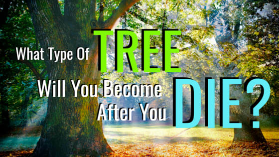 Our bodies rejoin the Earth when our time is done; both a beautiful and poetic gesture in the circle of life. Many trees, too, have ancient and mystical ties to humanity and our souls. Will you become a Mighty Oak? an Evergreen Pine? Or something else just as beautiful?
