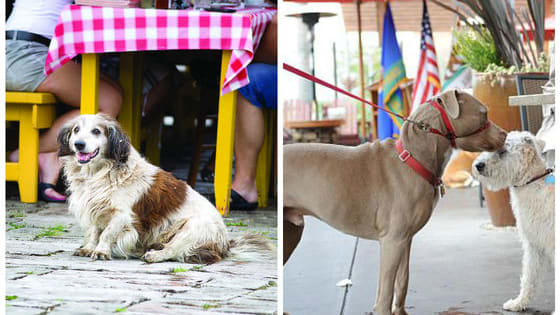 Michigan is voting on a bill to allow dogs onto restaurant patios today. What do you think of that?
