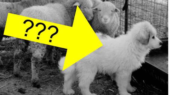 You won't BELIEVE what some of your favorite pups were originally bred for. Get ready for the cutest matching game ever!