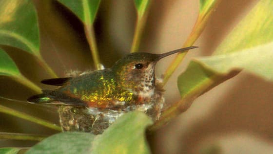 We've never seen baby hummingbirds before!. 