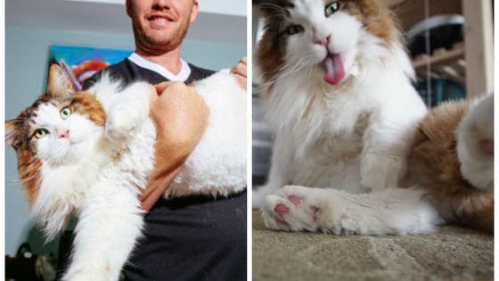 Samson, who lives in NYC and weighs 28 pounds might be the world's largest kitty, but he might also be the world's cutest!