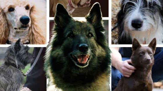 EVERY soap needs a few four-legged residents. Can you name these mutts made famous on the small screen?