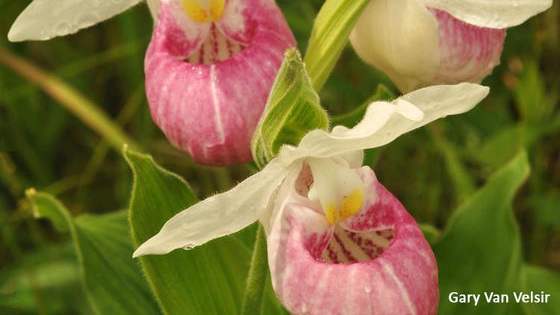 The orchids of North America have evolved an amazing number of ways to survive, and some weird personality quirks to go with them. From social butterflies to ethereal hermits, which one comes closer to you?
