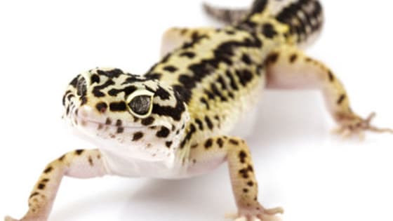 Herps (reptiles and amphibians) are the least popular pets in the pet trade, but they are sure fun to have! Vote on your favorite pet reptile or amphibian here.

(Sorry, no turtles, because I'm only listing easy-to-care herps.)