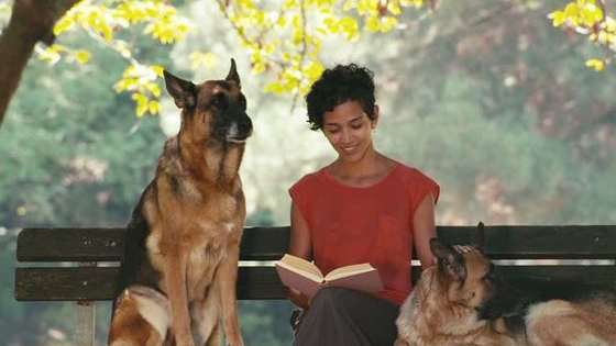 Merriam-Webster makes telling your cat from your dog harder than you'd think. Test yourself here!
