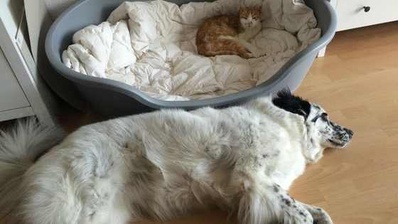 Eviction level: cat! 