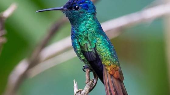 Take a look at these Hummingbirds photos and select the matching species.
