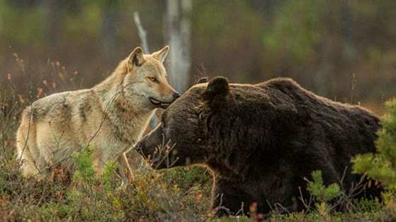 It's like something out of the Jungle Book, only better because it's real life! 