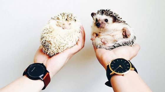 Hedgehography- the taking of incredibly cute pictures of Hedgehogs. 