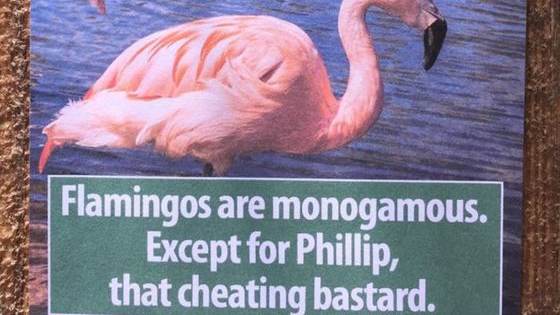 Flamingos are all lovely, except for Phillip. Phillip sucks. 