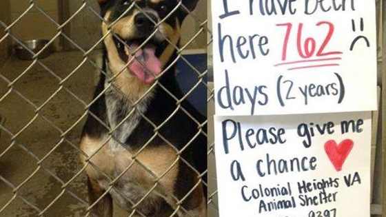 How was this adorable thing not adopted already?