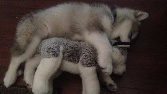 This story will make you say "Aww!" for hours.