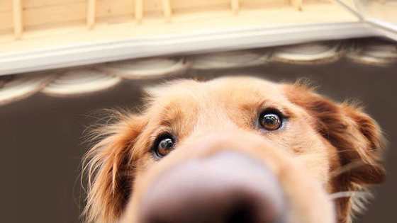 Do you need help? Can I see what you've got there? Can I come with you? 