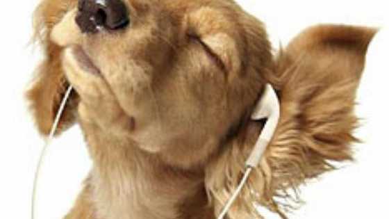 This is a fun and silly quiz to see what personality you have as a dog! :D 