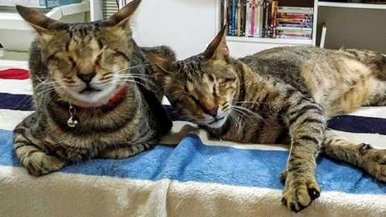 Move over three blind mice! 