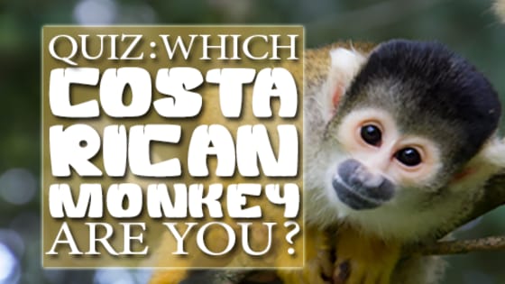 In the Osa Peninsula there live 4 types of monkeys: Howler monkeys, Spider monkeys, Squirrel monkeys and White-faced capuchins. Which monkey can you most relate to? Do the quiz and find out!